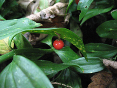 Ruscus colchicus