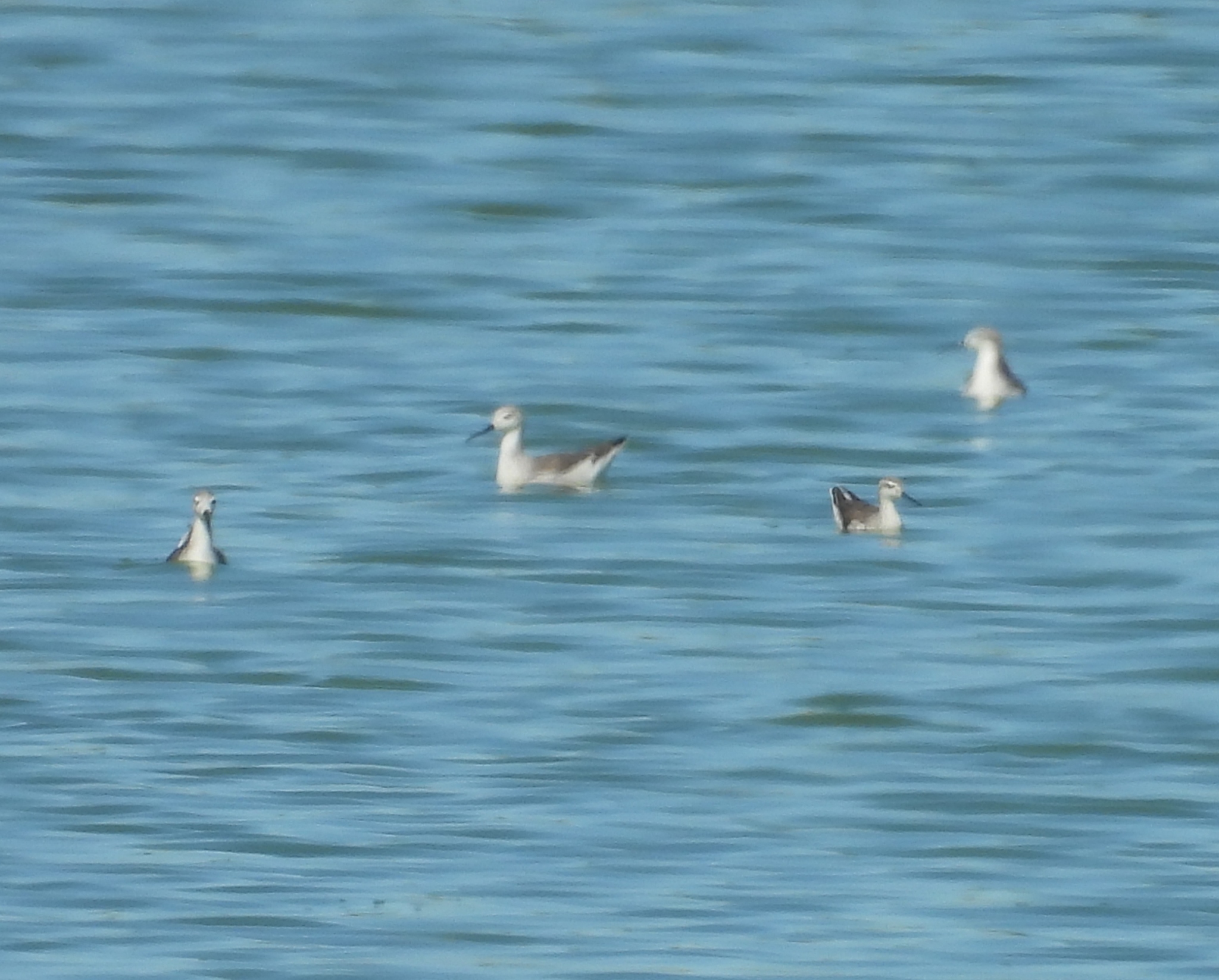 Wilson's Phalarope (Phalaropus tricolor), photo 2