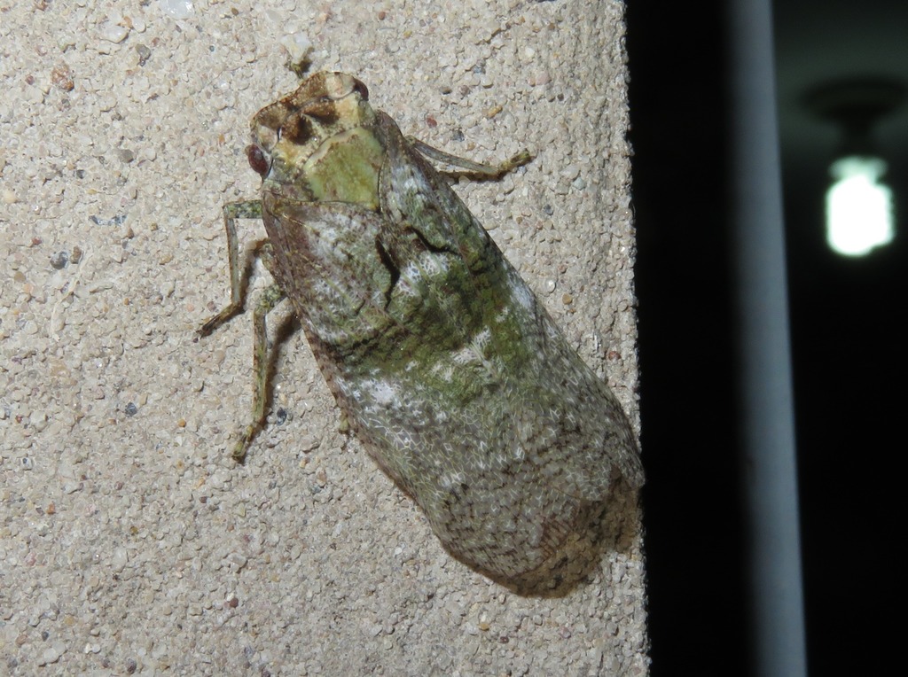 Paralystra florenciana