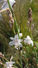 Asphodelus fistulosus