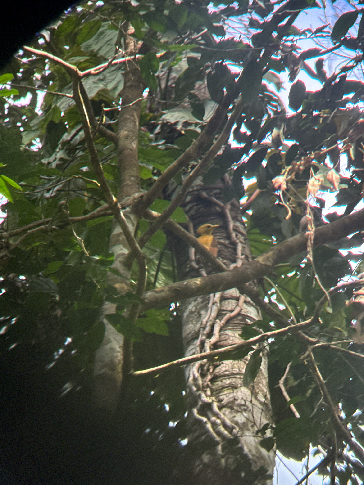 Cream-colored Woodpecker (Celeus flavus), photo 1
