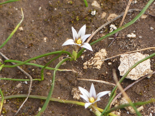 Sand Crocus
