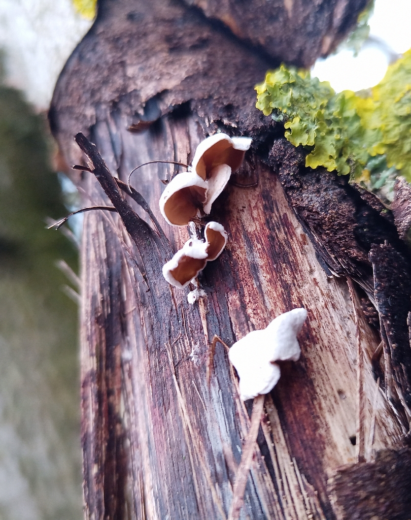Schizophyllum amplum · February 2026 · photo: © jolinarm (iNaturalist, cc-by)