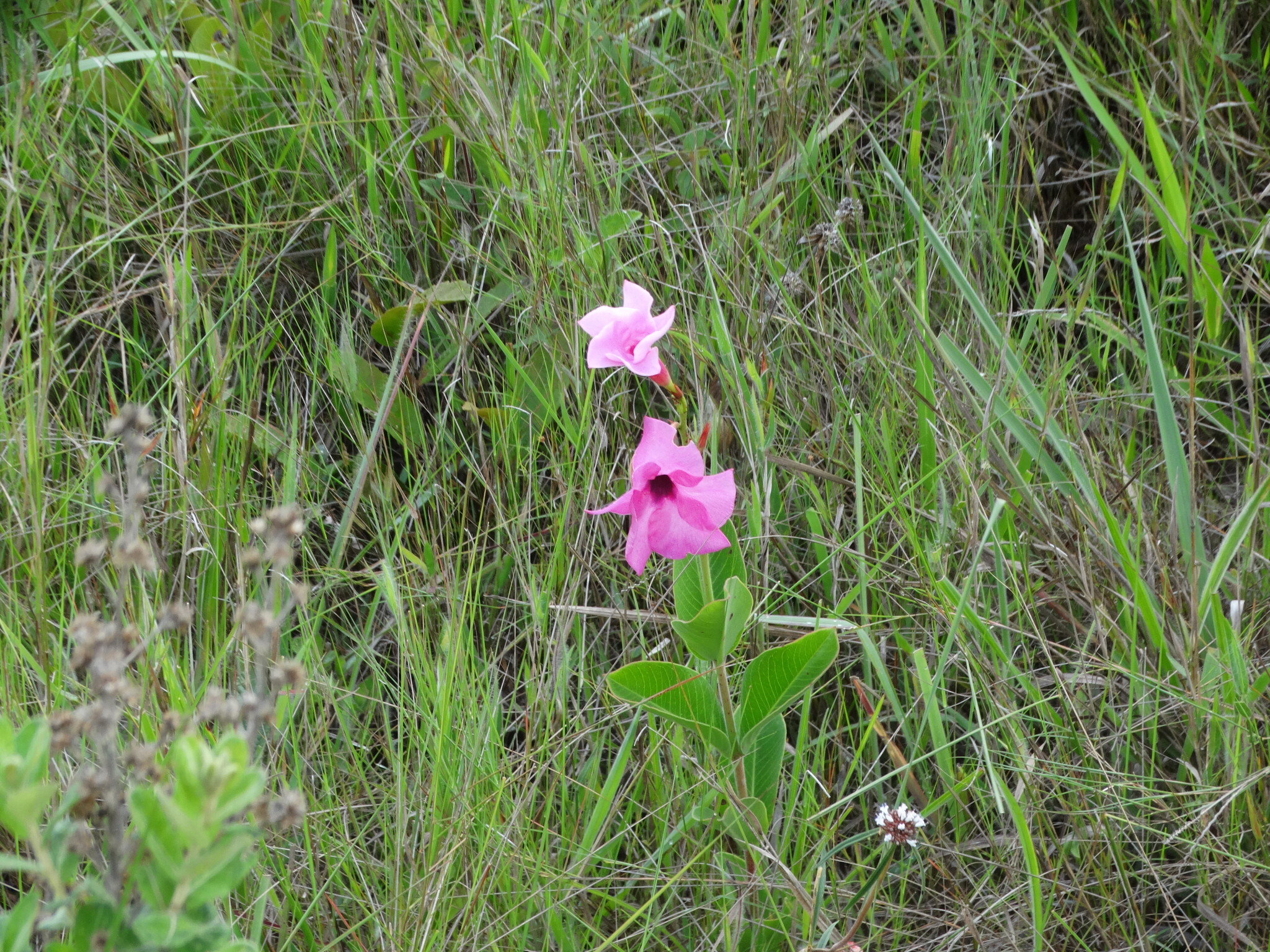 Mandevilla pohliana