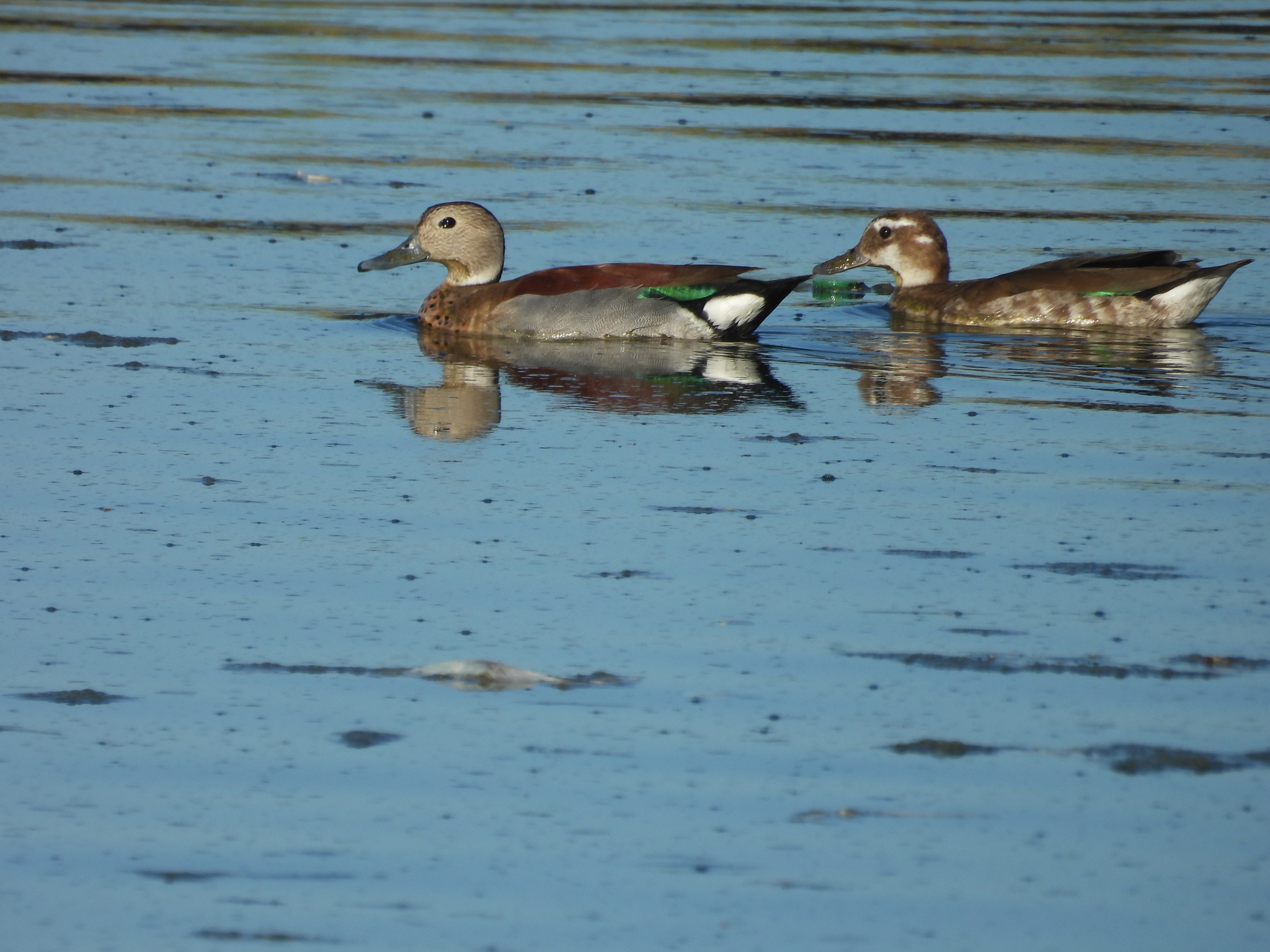 Ringed Teal (Callonetta leucophrys), photo 9