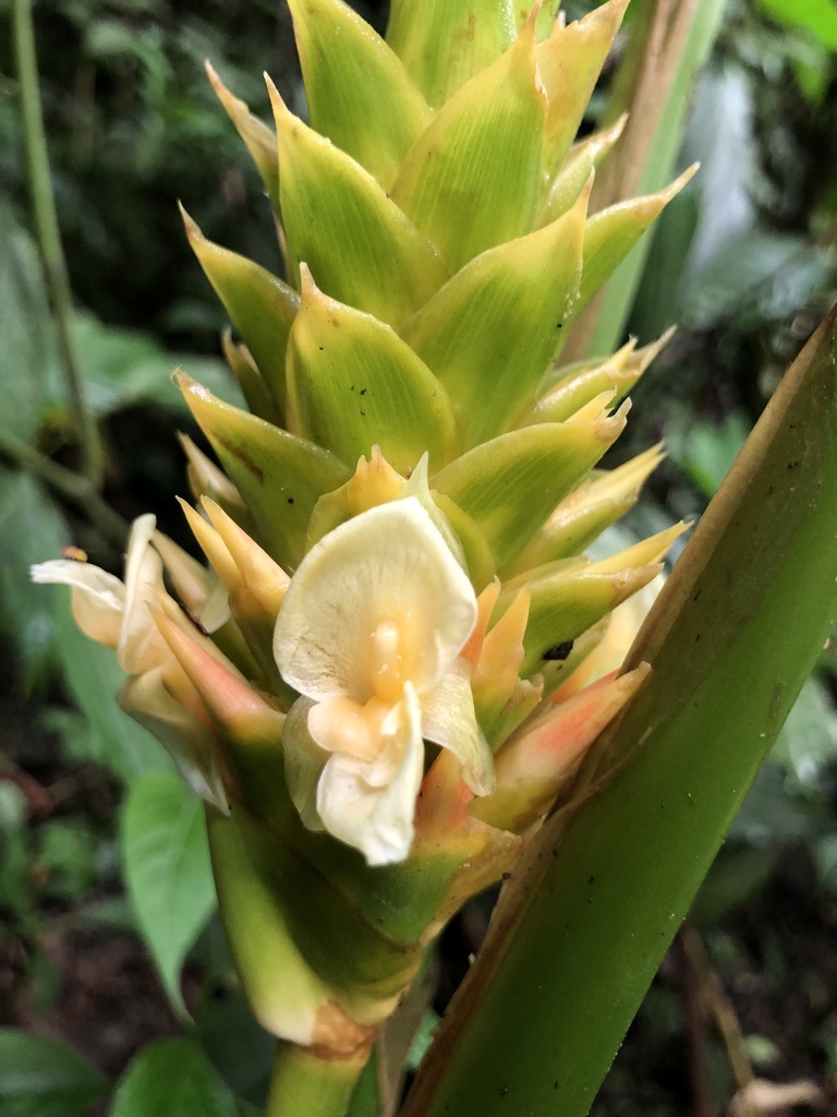 Goeppertia pachystachya