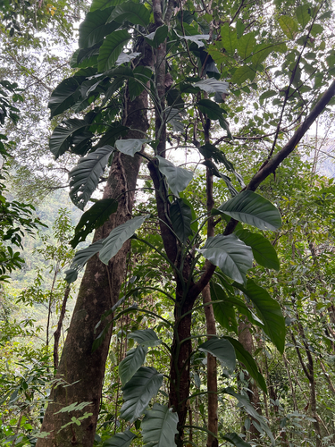 Foto de Monstera acuminata