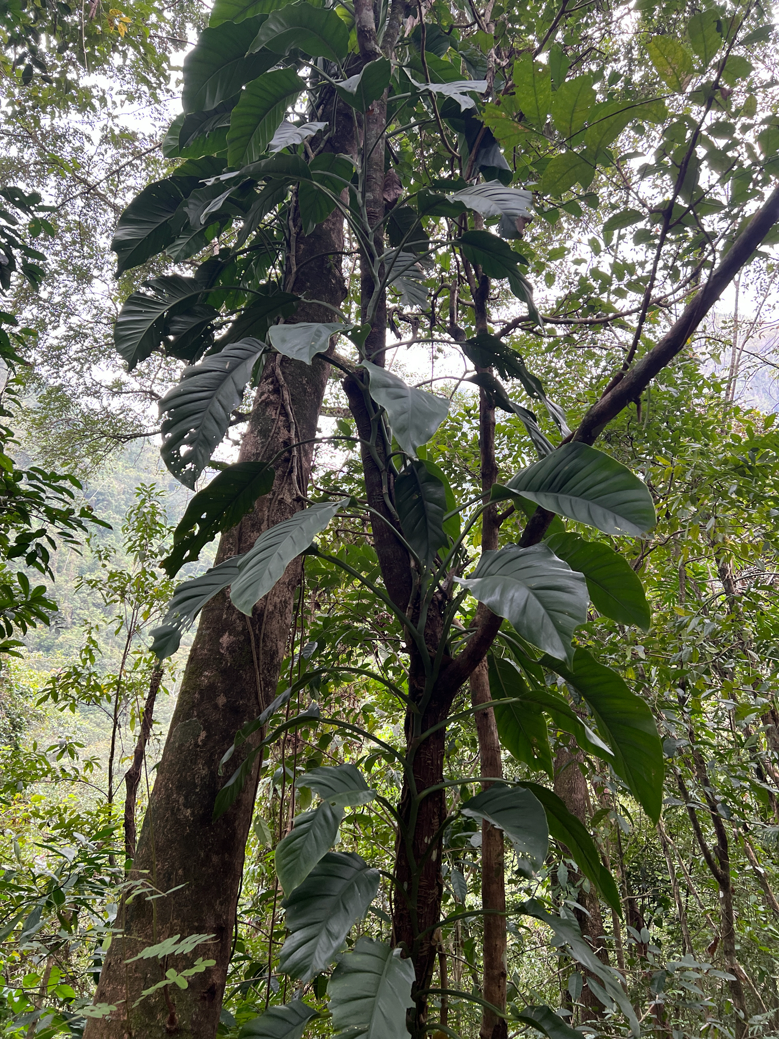 Imagem de Monstera acuminata
