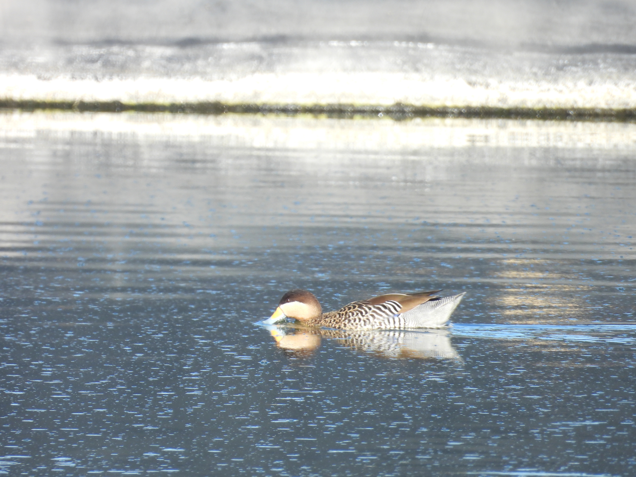 Silver Teal (Spatula versicolor), photo 6