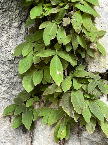 Amalophyllon repens