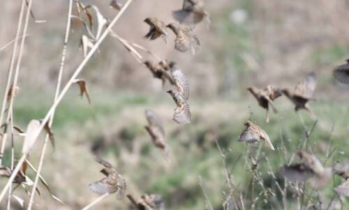 Spanish Sparrow