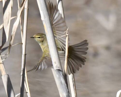 Common Chiffchaff
