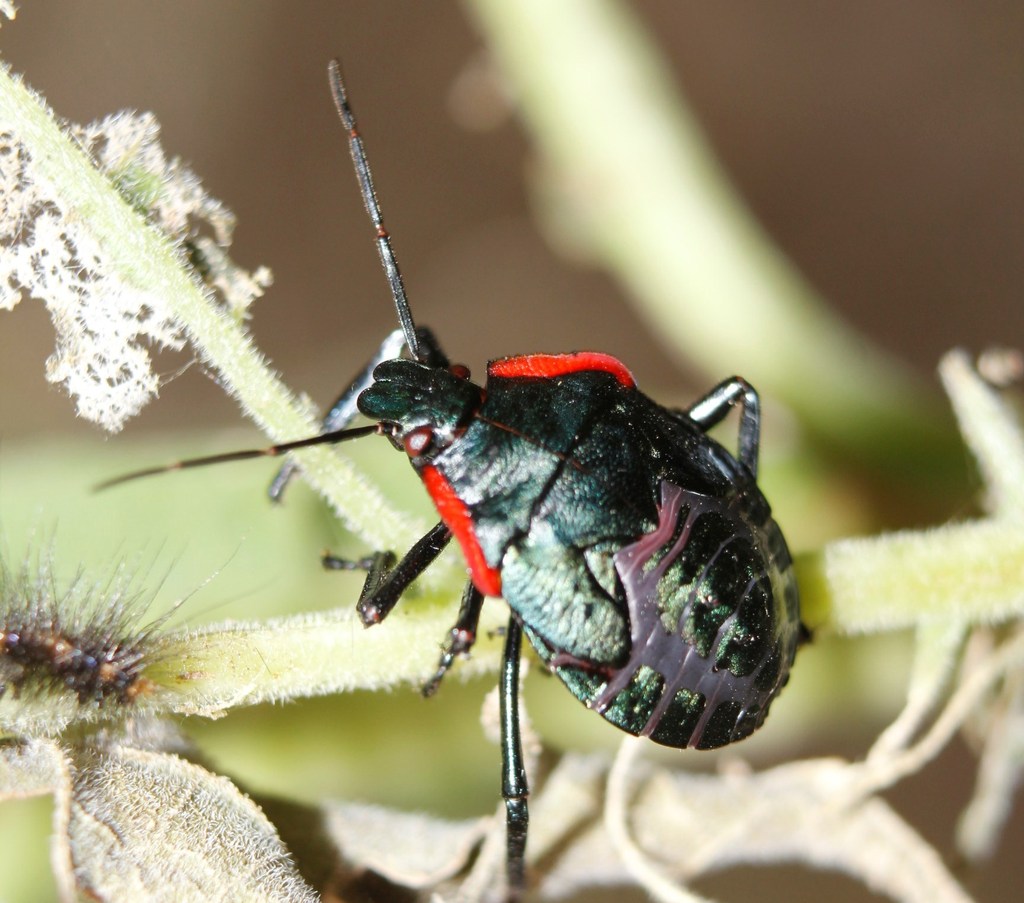 Giant Strong-nosed Stink Bug