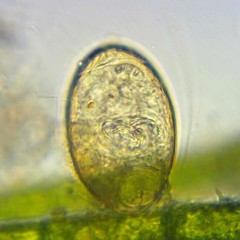 Philodina megalotrocha