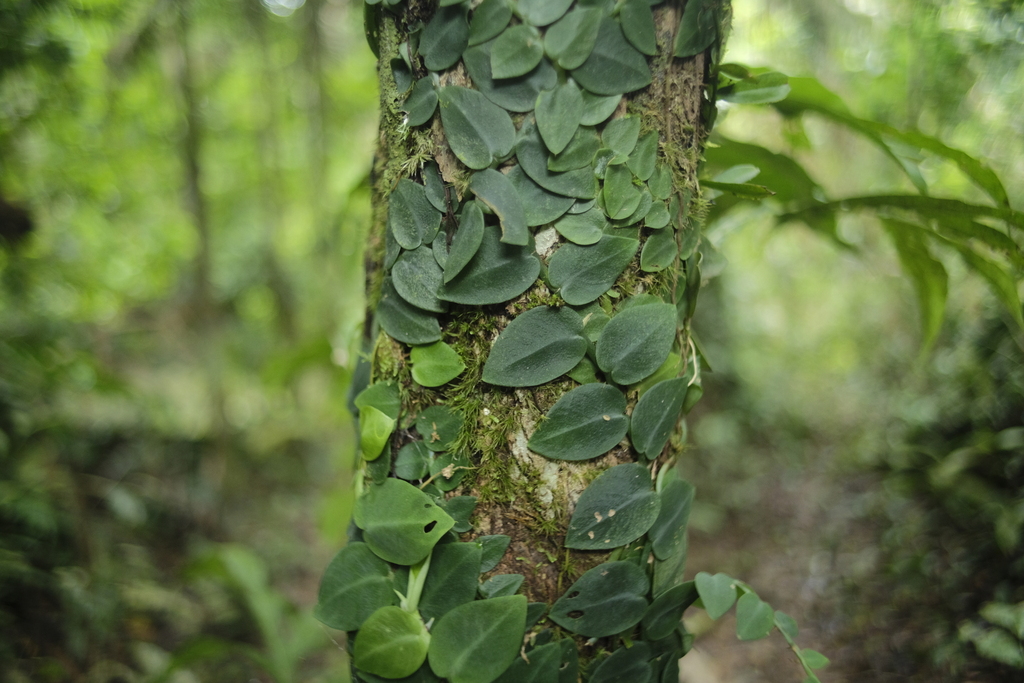 Cây tắc kè – Rhaphidophora hayi