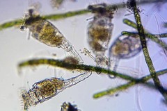 Philodina megalotrocha