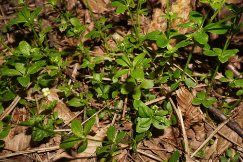 Round-leaved bedstraw (Galium rotundifolium)