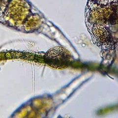 Philodina megalotrocha