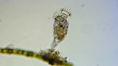 Philodina megalotrocha