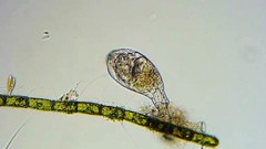 Philodina megalotrocha