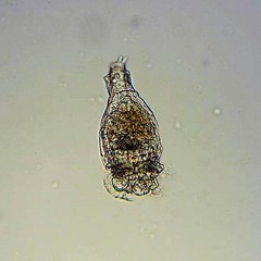 Philodina megalotrocha