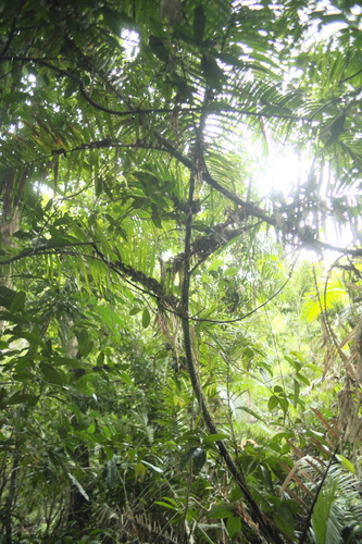 large lawyer cane (Calamus moti)