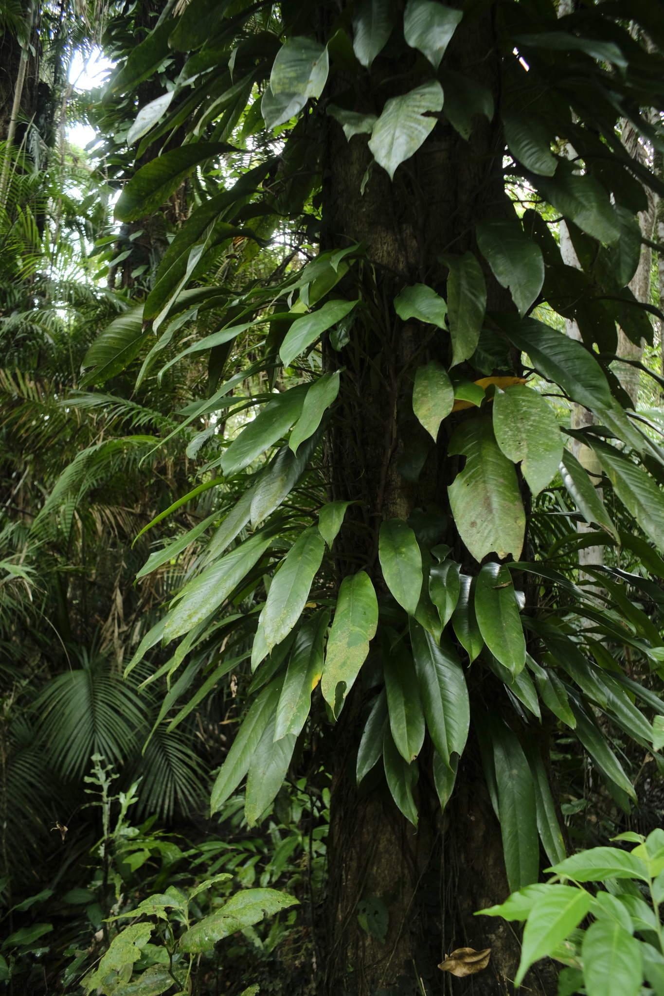 Needle Berry (Rhaphidophora australasica)