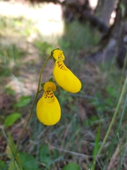 Calceolaria biflora