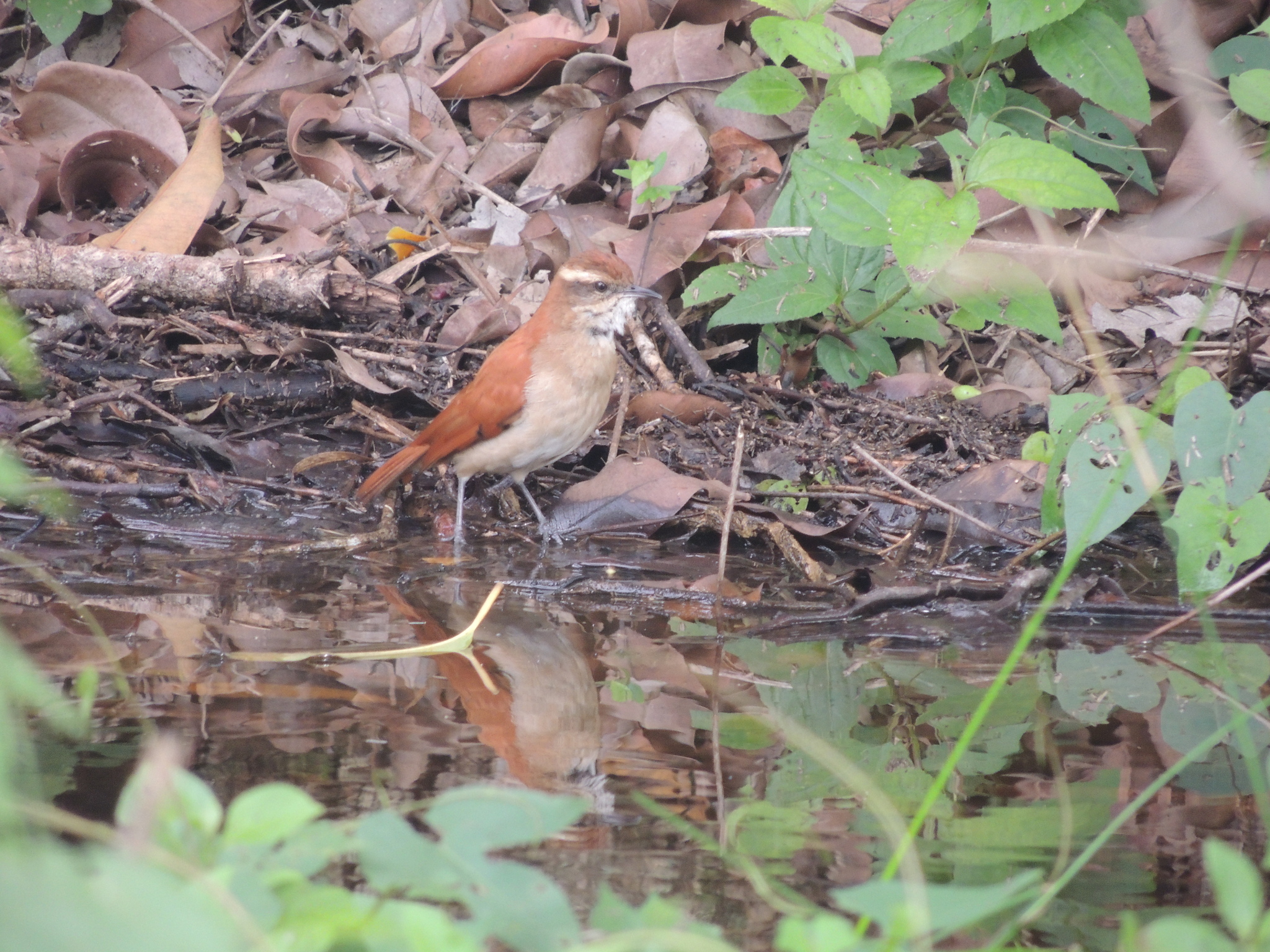 Band-tailed Hornero (Furnarius figulus), photo 5