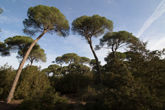 Pinus pinea
