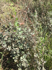 Eriogonum cinereum
