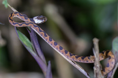 Leptodeira ornata