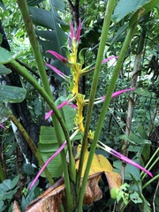 Heliconia aemygdiana