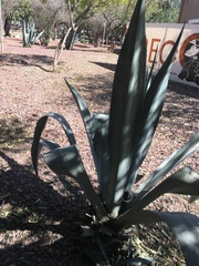 Agave