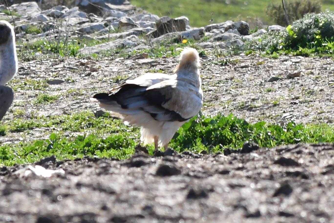 Egyptian Vulture (Neophron percnopterus), photo 7