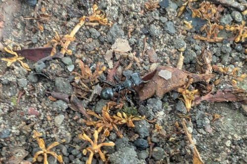Common Giant Turtle Ant