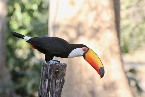 Toco Toucan