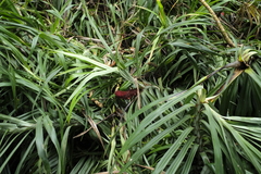 Pandanus percostatus (Freycinetia percostata)