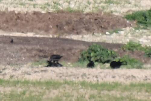 Common Raven