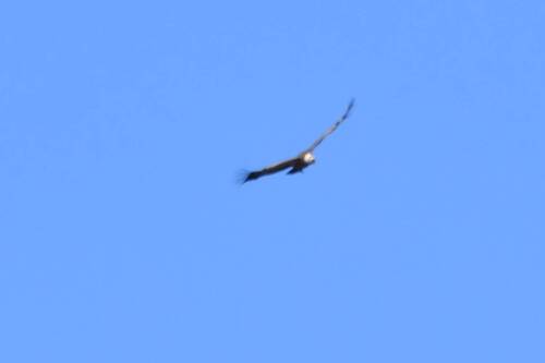 Eurasian Griffon