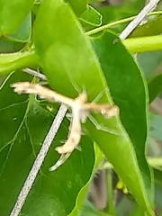 Gillmeria pallidactyla