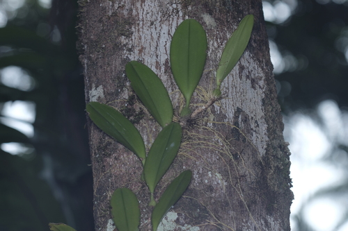 Bulbophyllum baileyi