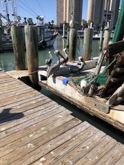 Pelecanus occidentalis