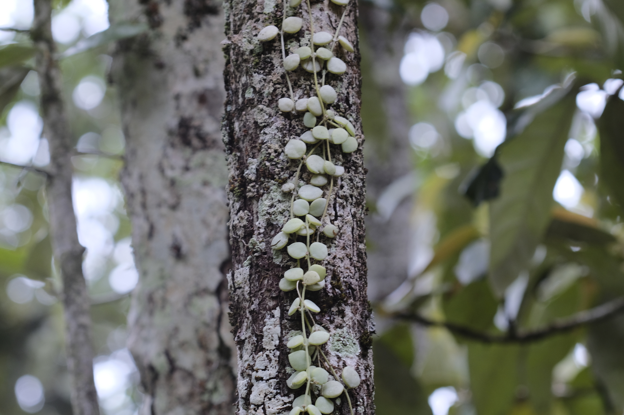 Button Orchid (Dischidia nummularia)