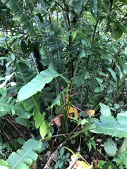 Heliconia aemygdiana