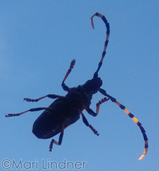 Trachyderes succinctus