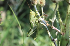 Staleochlora viridicata