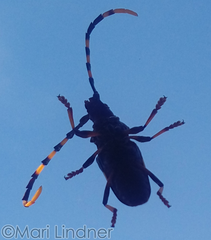 Trachyderes succinctus