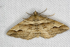 Syneora fractata