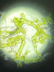 Hydrodictyaceae
